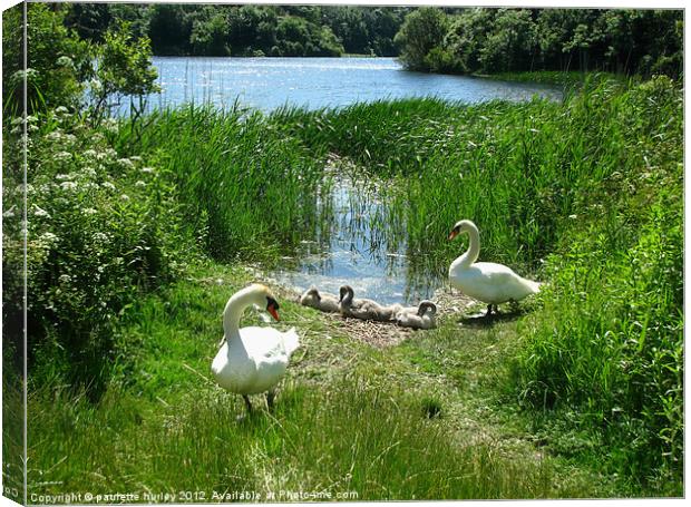 Bosherston Lily Ponds. Swan Family. Canvas Print by paulette hurley