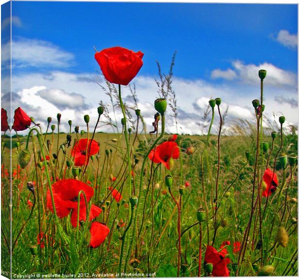 Poppies in Pembrokeshire. Canvas Print by paulette hurley