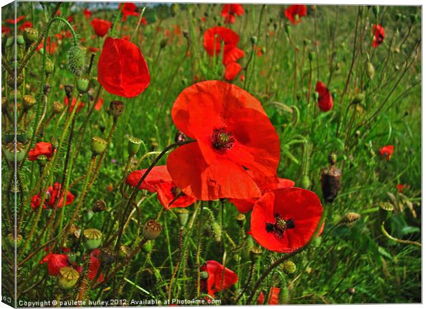 Poppies in a Breeze. Pembrokeshire. Canvas Print by paulette hurley