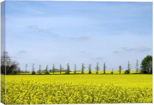Rapeseed Field Trees. Canvas Print by paulette hurley