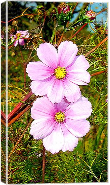Pink Daisy Canvas Print by paulette hurley