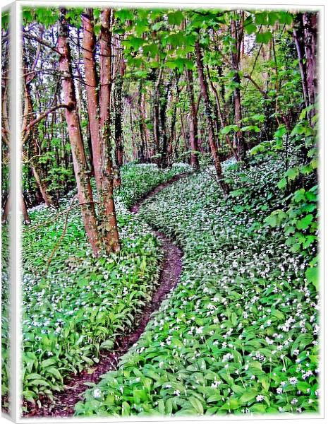 Wild Garlic.Lydstep. Canvas Print by paulette hurley