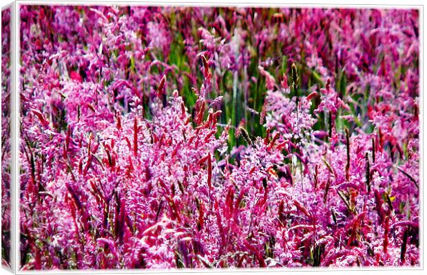 Pink Field in Bloom Canvas Print by paulette hurley
