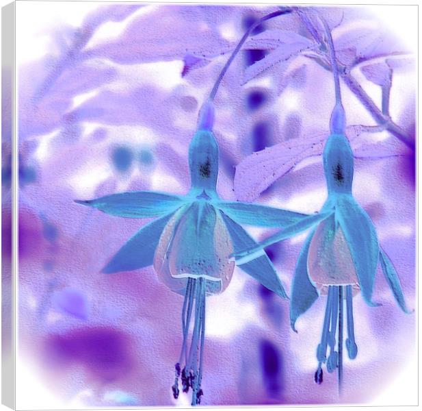 Fuchsia, Artistic Effect. Canvas Print by paulette hurley