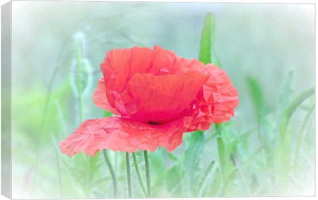 Poppy Red Canvas Print by paulette hurley