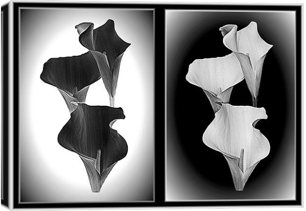 Calla Lillies.Black+White. Canvas Print by paulette hurley