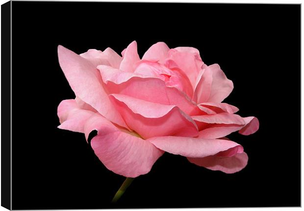 Pink Rose Petals. Canvas Print by paulette hurley