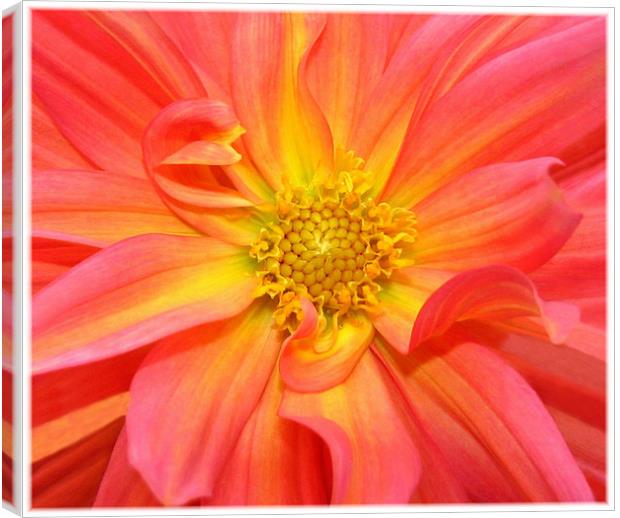 Dahlia,Orange,Pink,Yellow. Canvas Print by paulette hurley