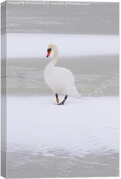 Swan Lake on Ice Canvas Print by Gill Allcock