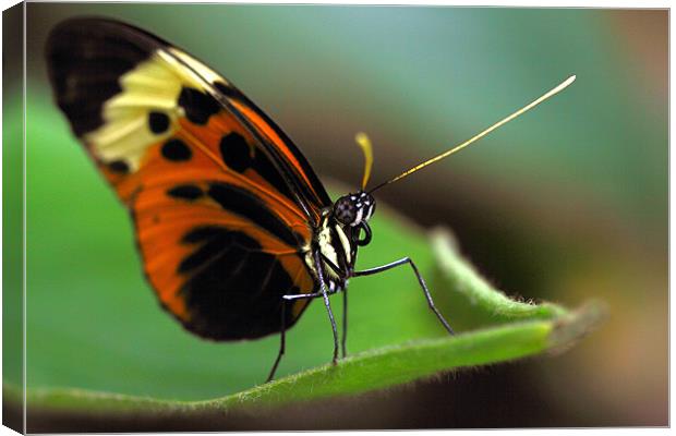 Heliconius Numata Aurora Canvas Print by Gill Allcock