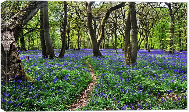 Bluebell Woods Canvas Print by Gill Allcock