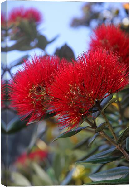 Flower of the Pohutukawa Tree Canvas Print by Gill Allcock