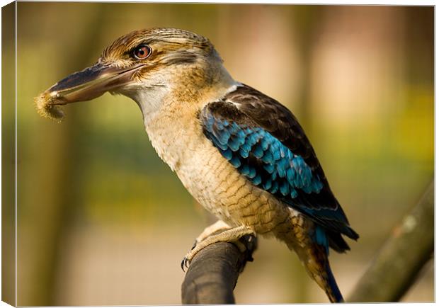 Blue-winged Kookaburra Canvas Print by Gill Allcock