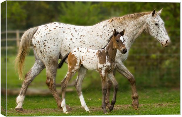 Mother and Baby Appaloosa Canvas Print by Gill Allcock