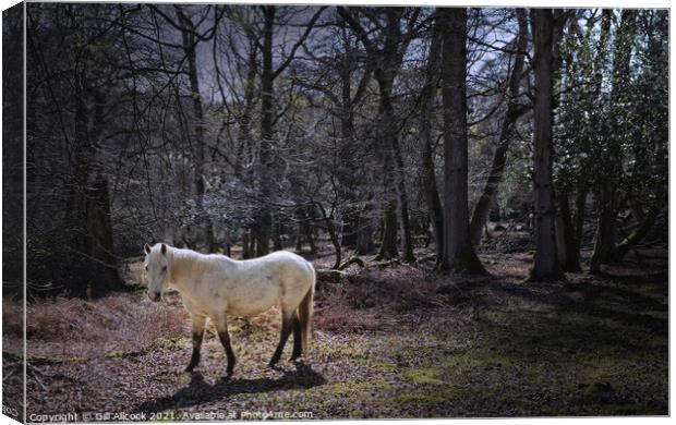 New Forest White Pony Canvas Print by Gill Allcock
