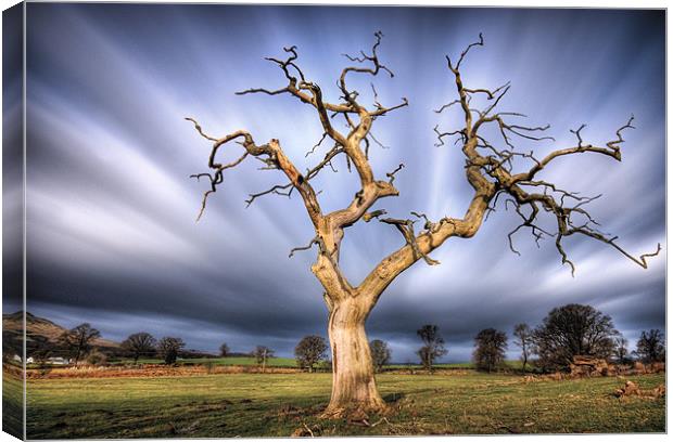 Skeleton Tree, Fintry... Canvas Print by David Mould