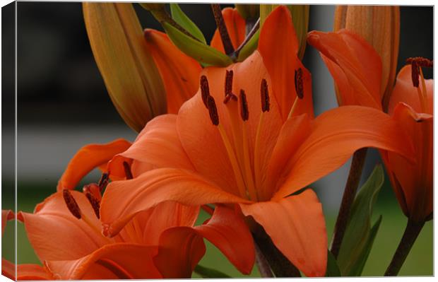 Lilies to touch Canvas Print by Joe Richardson