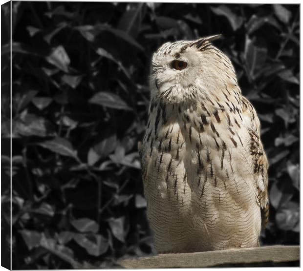 Siberian Eagle Owl Canvas Print by Peter Elliott 