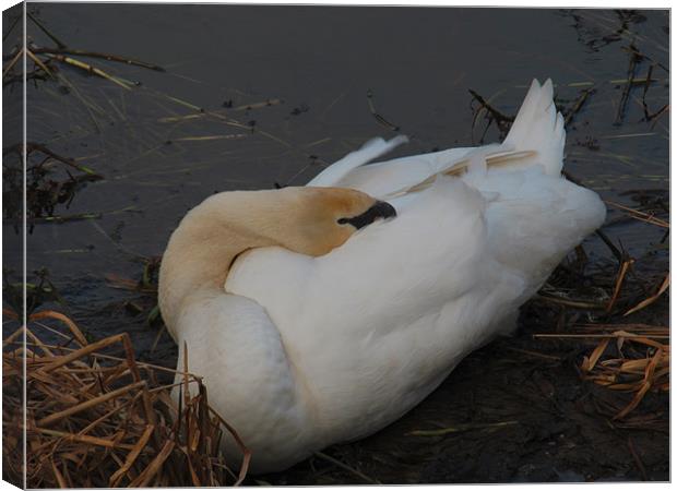 Sleeping Swan Canvas Print by Peter Elliott 