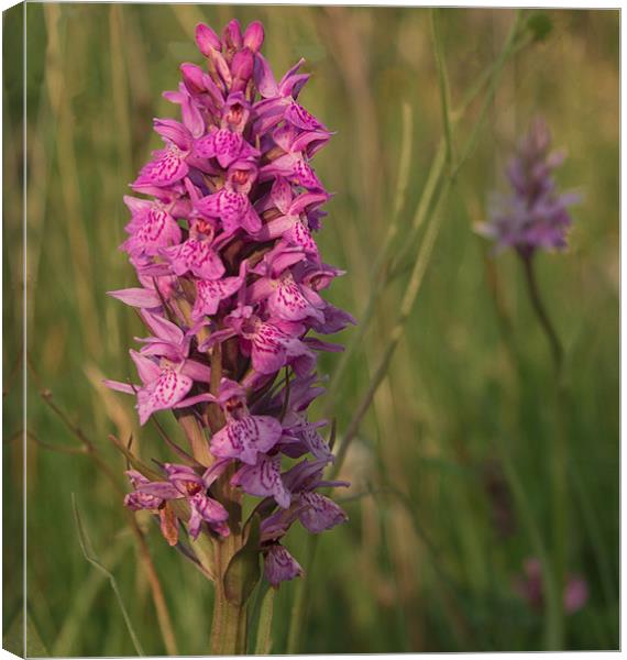 Wild Orchid Canvas Print by Peter Elliott 