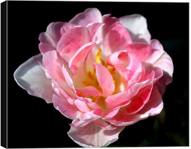Soft in Pink Canvas Print by Peter Elliott 