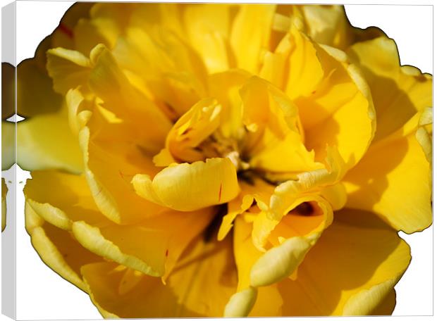 Yellow Tulip Canvas Print by Peter Elliott 