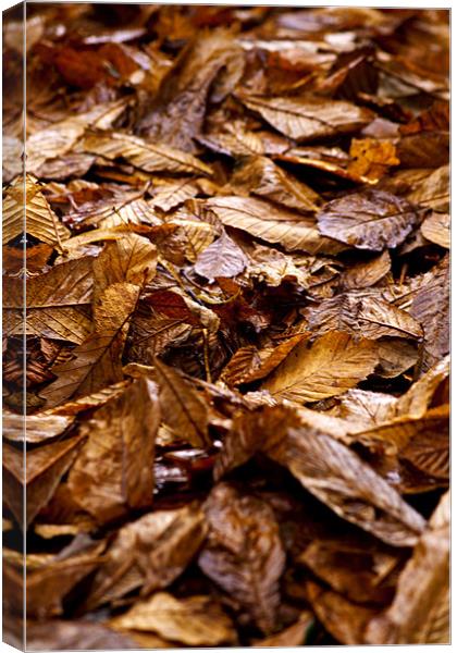 Autumn Leaves Canvas Print by Peter Elliott 