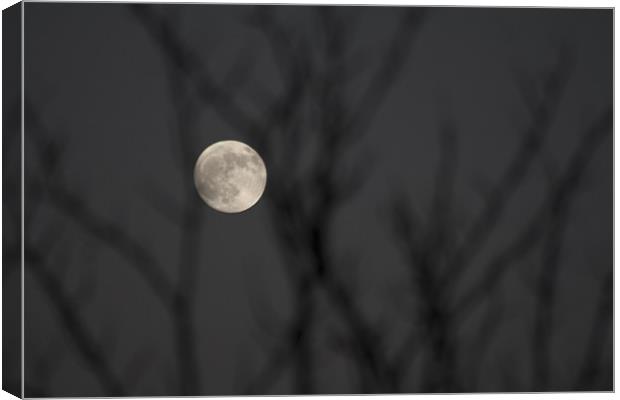 Full Moon Canvas Print by Peter Elliott 