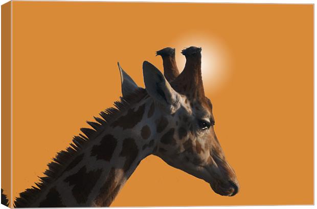 Giraffe on orange background Canvas Print by Peter Elliott 
