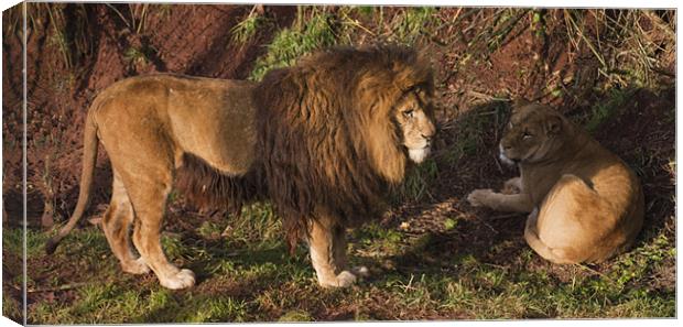 Lion and Lioness Canvas Print by Peter Elliott 