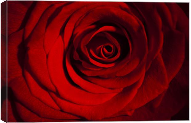 Roses are Red Canvas Print by Peter Elliott 
