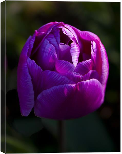 Purple tulip Canvas Print by Peter Elliott 