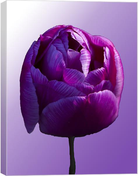 Purple Tulip on graduated background Canvas Print by Peter Elliott 