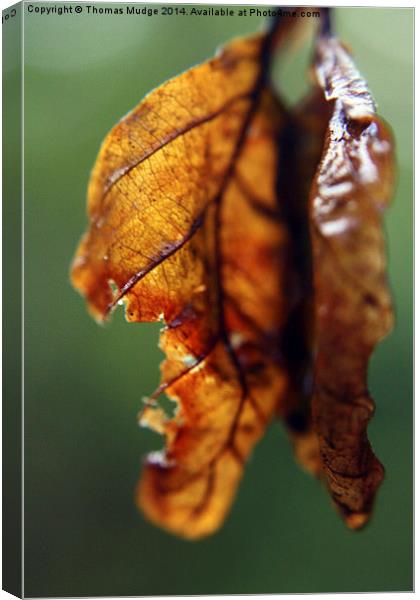  Weathered Leaves Canvas Print by Thomas Mudge