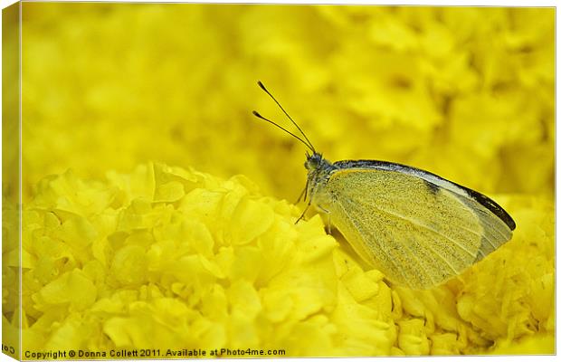 Cabbage white Butterfly Canvas Print by Donna Collett