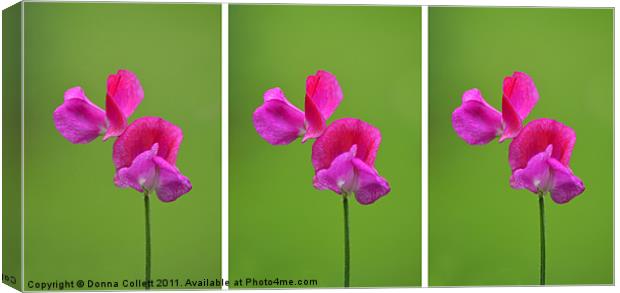 3 Sweet Peas Canvas Print by Donna Collett