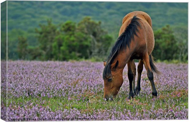 Pony in the Heather Canvas Print by Donna Collett