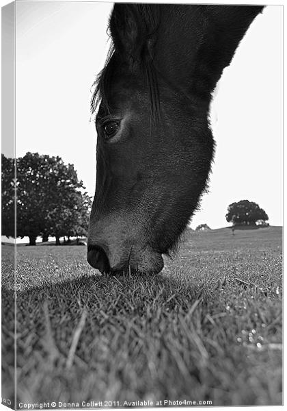 Pony Nibbling Canvas Print by Donna Collett