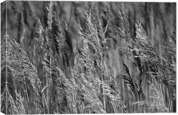 Reeds Canvas Print by Donna Collett