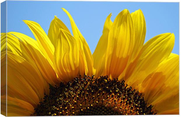 Sunflower Arch Canvas Print by Donna Collett