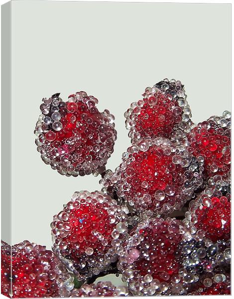 Frosted Berries Canvas Print by Donna Collett