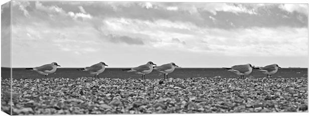 Row of Gulls Canvas Print by Donna Collett
