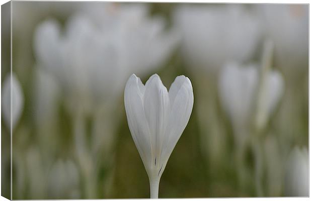 white bliss Canvas Print by Donna Collett