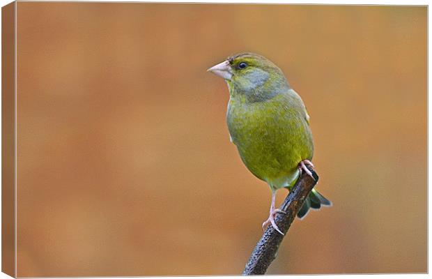 Greenfinch Canvas Print by Donna Collett