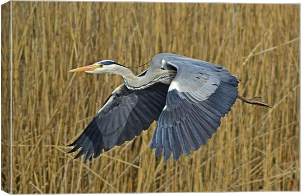 The Grey Heron Canvas Print by Donna Collett