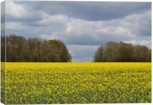Field Of Gold Canvas Print by Donna Collett