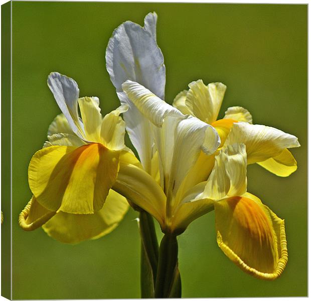 Bloom in Yellow & White Canvas Print by Donna Collett