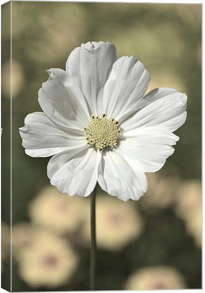 Delicate Cosmos Portrait Canvas Print by Donna Collett