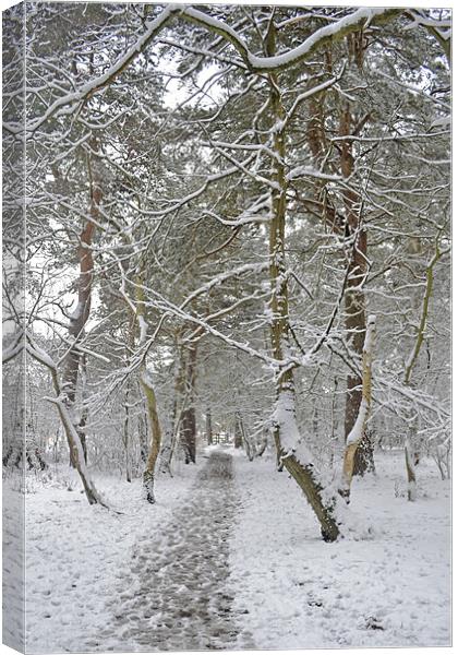 A winters walk Canvas Print by Donna Collett