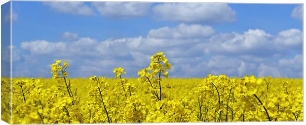 Rape Seed Flowers Canvas Print by Donna Collett